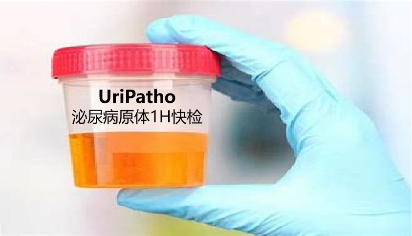 uriPatho，泌尿感染病原譜