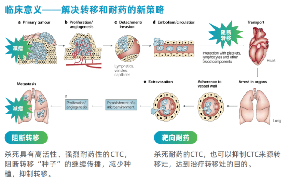 EvoTrace?循環(huán)腫瘤細(xì)胞測(cè)序平臺(tái)亮相2024肺癌防治學(xué)術(shù)交流會(huì)