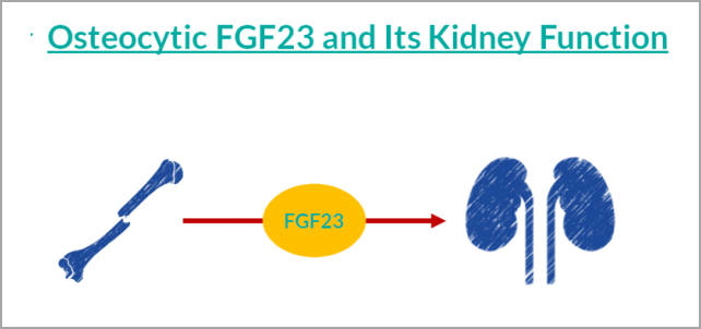 填補空白 | 國內(nèi)獨家研發(fā)FGF23項目，精準(zhǔn)診斷CKD及CKD-MBD